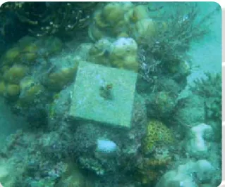 Figure 7. Recruitment plate six months after deployment   in the field.  