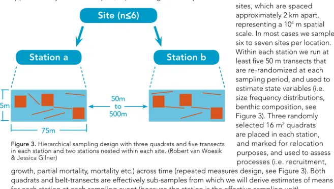 Figure 3. Hierarchical sampling design with three quadrats and five transects   in each station and two stations nested within each site