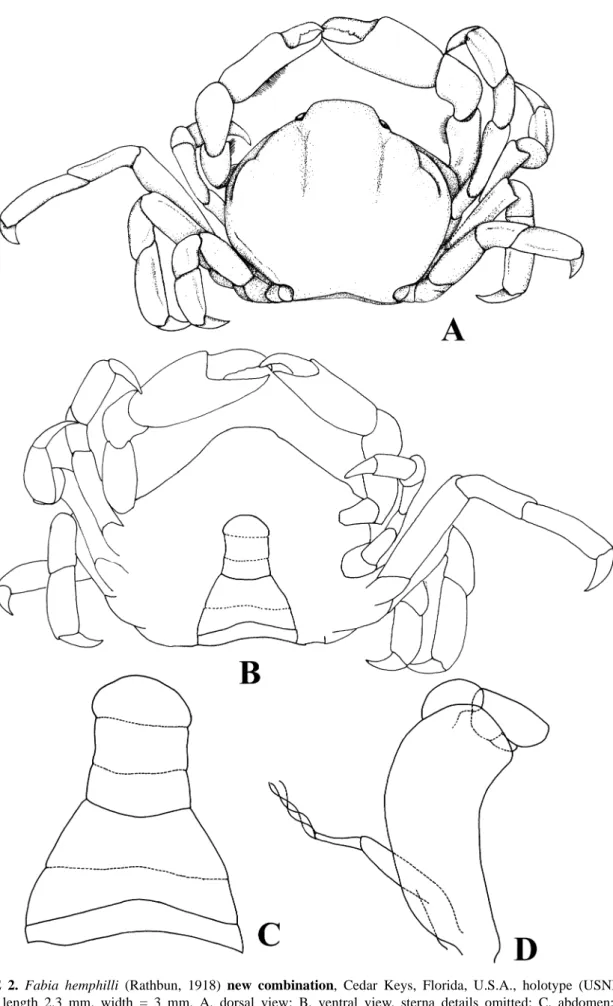 FIGURE 2.  Fabia hemphilli (Rathbun, 1918) new combination, Cedar Keys, Florida, U.S.A., holotype (USNM 6420),  caparace length 2.3 mm, width = 3 mm