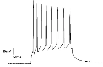 Figure 2: Sequential action potentials form spike trains 