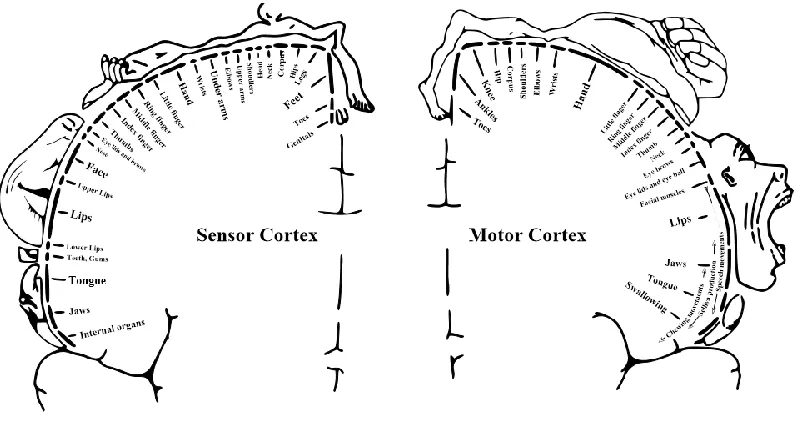 Figure 7: Homunculus model of the sensorimotor cortex, showing the layout of different body parts 