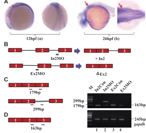 Fig. 1. Efﬁciency of msrb3 morpholinos. (A) WISH at 12 hpf showed that msrb3 was widely expressed in embryos (a)