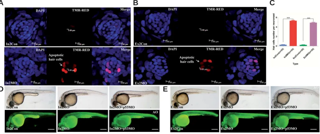 Fig. 4. Down-regulation of msrb3. L1-8 neuromasts were decreased and disordered and hair cells were reduced