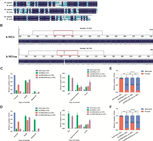 Fig. 6. MSRB3 comparisons. (A) Amino acid sequence comparison of MSRB3A between Homo sapiens and Danio rerio (68.28% homology)