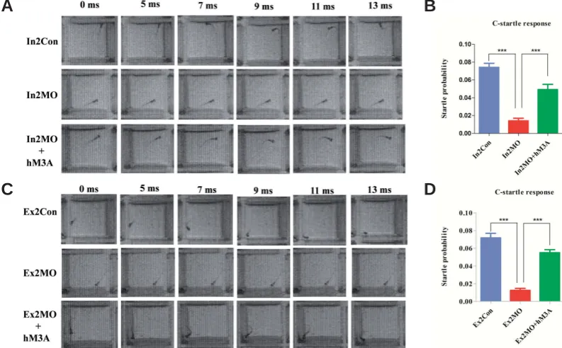 Fig. 7. Msrb3 morphants are profoundly deaf. (A,C) Examples of C-shaped startle responses of different larval types after sound stimuli (500 Hz; 10 ms)