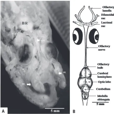 Figure 2. A, B. The photograph and diagram show the olfactory apparatus of P. lanceolatus, which comprises of single olfactory lamella (OL), ethmoidal sac, lacrimal sac, olfactory chamber, olfac-tory nerve (ON) and brain (BR) (olfactory bulb, cerebral hemisphe-re, optic lobe, cerebellum, medulla oblongata, etc.).