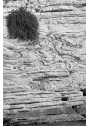 Figure 14 - Domal stromatolite, member 2 of the S. 