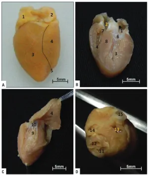 Table 1. Biometric and morphometric values of 11 studied specimens (grouped or not) of Callithrix jacchus