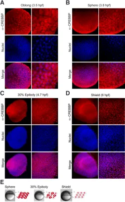 Fig. 2. (B)blue with TO-PRO3 staining and a merged picture is shown. illustration of CREBBP subcellular localization at these stages, cells are CREBBP protein expression patterns from blastula to gastrula.(A-D) Immunohistochemistry with CREBBP specific ant