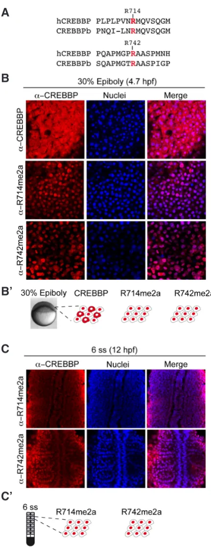 Fig. 3. CREBBP-methylated species expression pattern at late blastula (30% epiboly) and during somitogenesis (6 ss)