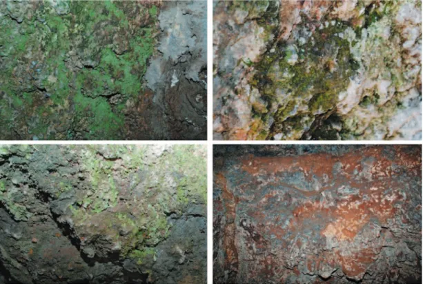 Fig. 3. Epilithic algae and their subaeric habitats (Jaskinia Sąspowska cave).