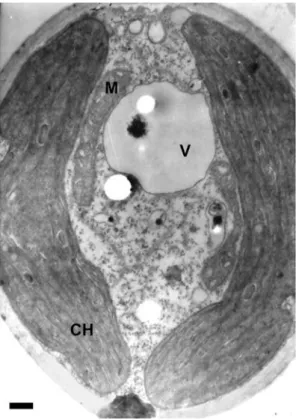 Fig. 9.  Tetracystis  cf.  isobilateralis  Brown &amp; Bold. TEM  (CH – chloroplast, M – mitochondrion, V – vacuole)