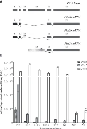 Fig. 1. Pitx2 mRNA expression levels in cardiogenesis. (A) Schematic represen-tation of the strategy followed in order to measure specifically each Pitx2 isoform mRNA