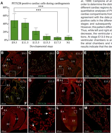 Fig. 2. PITX2B protein expression analysis during heart morphogenesis.G) (A) Quantification of PITX2B positive cells in hearts from different stages dur-ing cardiogenesis