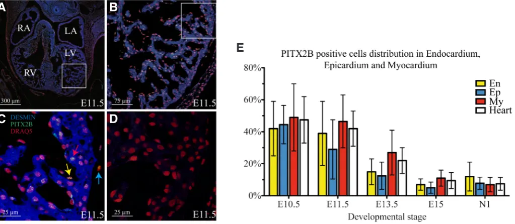 Fig. 3. Quantitative analysis of PITX2B positive cells in endocardium, myocardium and epicardium