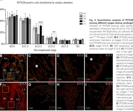 Fig. 4. Quantitative analysis of PITX2B positive cells among different stages during cardiogenesis.tion in the right ventricle