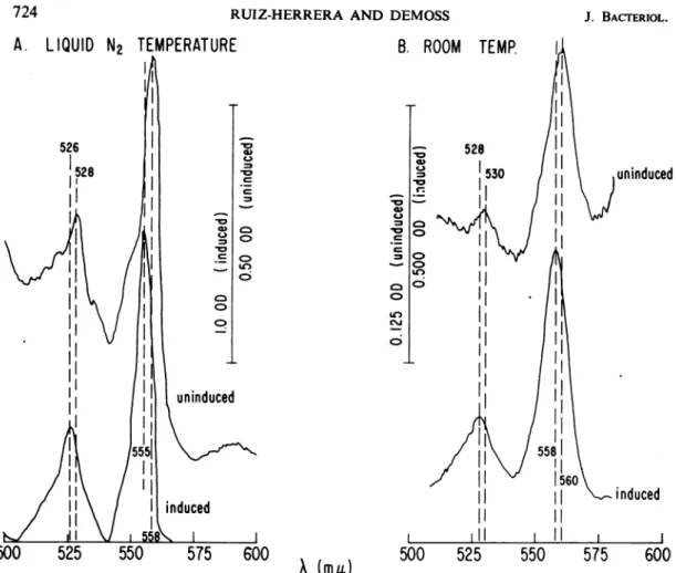 FIG. 1. Absolute dithionite-reduced spectra of strain HfrH grown with and without nitrate