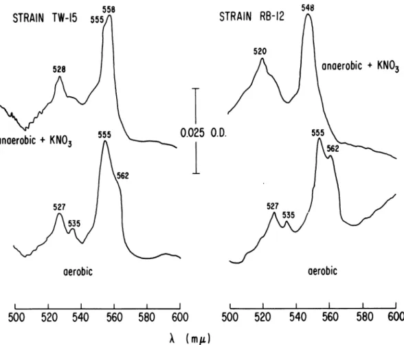 FIG. 2. Cytochrome spectra of two NR- mutants grown under different conditions. The spectra were deter- deter-mined at liquid N2 temperature on frozen-thawed suspensions of cells grown andprepared as described