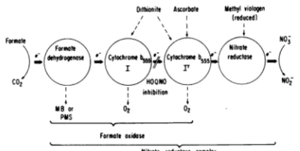 FIG. 7. Suggested scheme for the nitrate reductase complex of Escherichia coli.