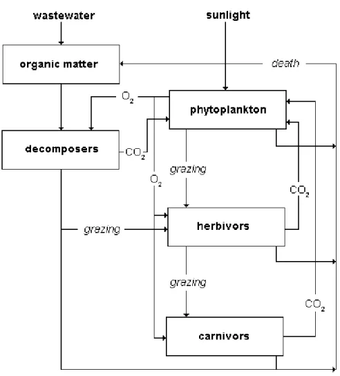 Figure 2. Food web in facultative wastewater treatment pond [51] 