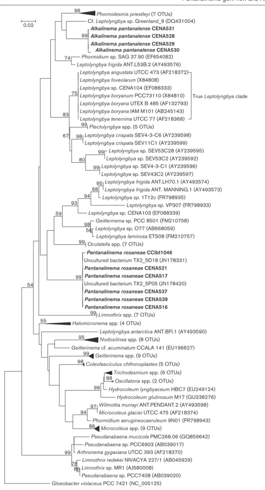 Fig. 3. Maximum-likelihood phylogenetic tree based on 16S rRNA gene sequences of strains of the Pseudanabaenales and Oscillatoriales