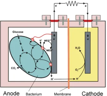 FIGURE 2. Types of MFCs used in studies: (A) easily constructed system containing a salt bridge (shown by arrow) ( 27 ); (B) four batch-type MFCs where the chambers are separated by the membrane (without a tube) and held together by bolts ( 7 ); (C) same a