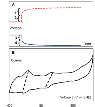 FIGURE 4. Electrochemical analysis of microbial fuel cells. (A) Anodic (blue solid line) and cathodic (red dashed line) voltage profiles over time when applying the current interrupt method for determination of the ohmic resistance of an MFC