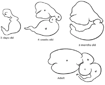 Figure 1.4. Transition of stomach compartments (% total stomach weight) in ruminants in relation to age (Warner and Flatt, 1965)