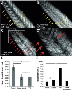 Fig. 1. Depolarization of instructor cells results in abnormal muscle structure independent of immobilization