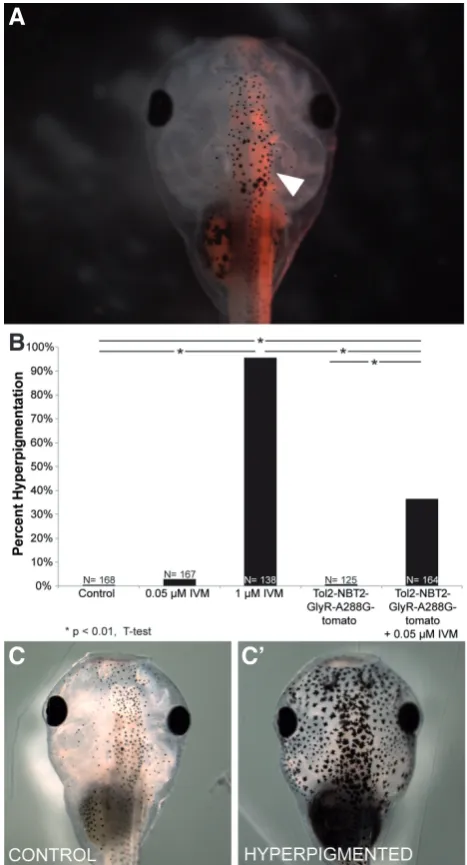Fig. 2. Driving GlyR-A288G expression in neural tissue is sufficient to induce hyperpigmentation