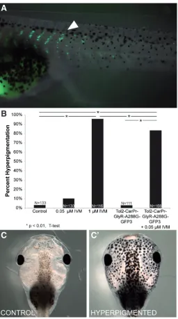 Fig. 3. Driving GlyR-A288G expression in muscle tissue is sufficient to induce hyperpigmentation