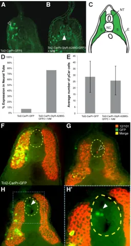 Fig. 4. Expressing GlyR-A288G and selectively depolarizing muscle-specific cells results in abnormal localization.cells of Tol2-CarPr-GFP3 injected embryos are localized in somatic muscle tissue with Tol2-CarPr-GlyR-A288G-GFP3 and treated with ivermectin d
