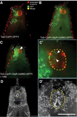 Fig. 5. Mis-localized Car promoter-driven GFP+ cells in neural tube are not completely neural