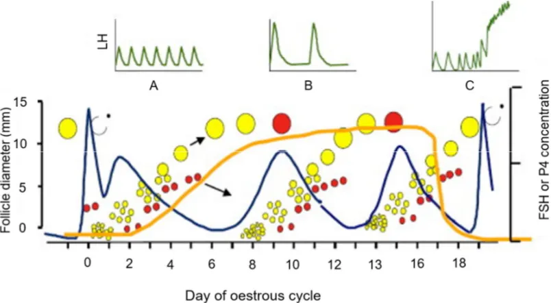 Figure 2. 2. Hormonal change and follicular waves throughout the oestrous cycle in cattle