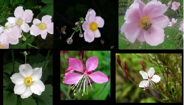 Fig. 1. Example of the images in the 102 Flowers dataset. 
