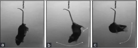 Fig. 1: (a‑c) Different behaviors of an animal during forced swim test