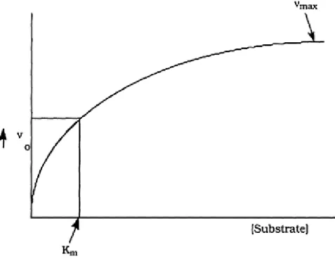 Figure 1: Relation of substrate concentration to rate of a simple one substrate  enzyme reaction  