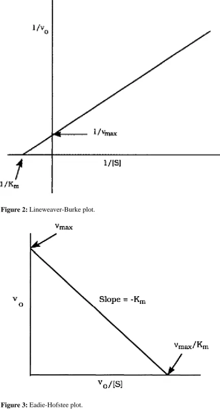 Figure 2: Lineweaver-Burke plot.  