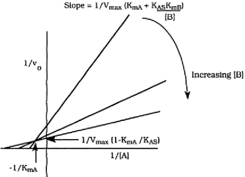 Figure 4: Lineweaver-Burke plot of a ordered two-substrate enzymatic  reaction.  