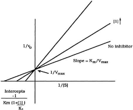 Figure 6: Lineweaver-Burke plot of competitive inhibition.  