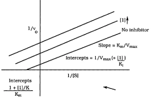 Figure 7: Lirteweaver-Burke plot of uncompetitive inhibition.  