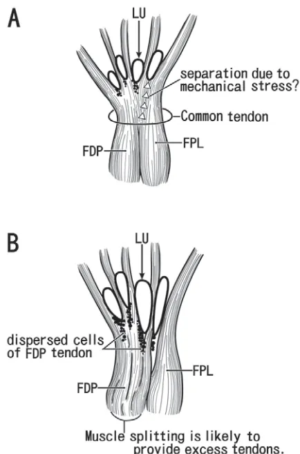 Figure 8. Schematic representation of a splitting process of thedeep flexor common tendon in the foetal hand
