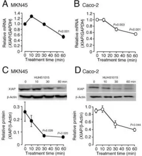 Figure 1.  HUHS1015 reduces presence of the XIAP mRNA and protein in MKN45 and Caco-2 cells.