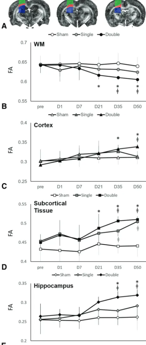FIG 1. Longitudinal changes in FA after CHI.and gray matter (between single and double injury