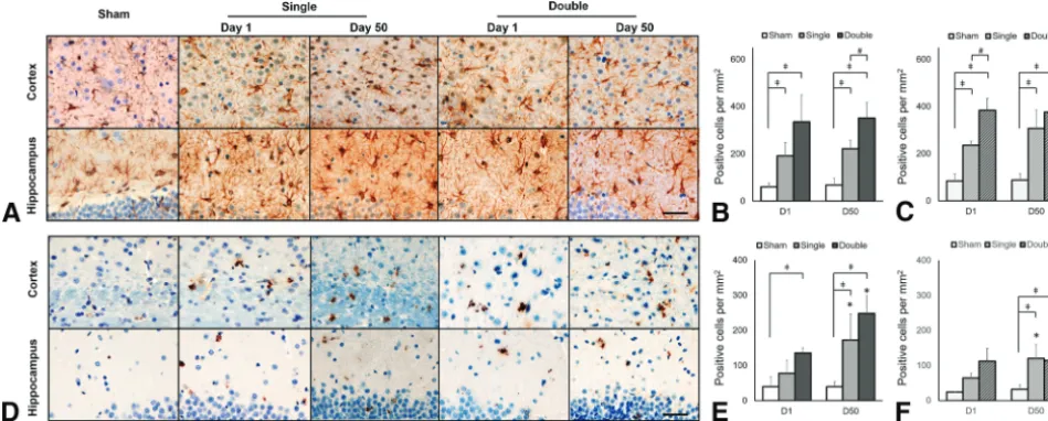 FIG 5. Astroglial and microglial expression in the cortex and hippocampus underlying the impact region after CHI