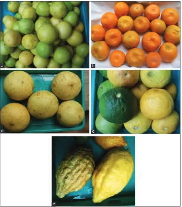 Fig. 1: Citrus fruits. (a) Citrus aurantifolia. (b) Citrus reticulate. (c) Citrus grandis