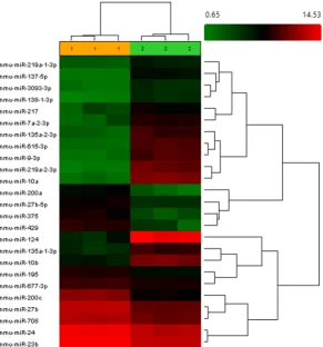Fig. 1. Heat map of miRNA expression at 13.5 dpc, showing differentially expressed miRNAs between pinnae and back skin tissues