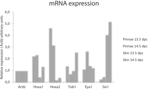 Fig. 4. mRNA relative expression levels at 13.5 and 14.5 dpc. Comparative mRNA expression levels in pinnae and back skin tissues of putative mRNA targets of the mmu-miR studied