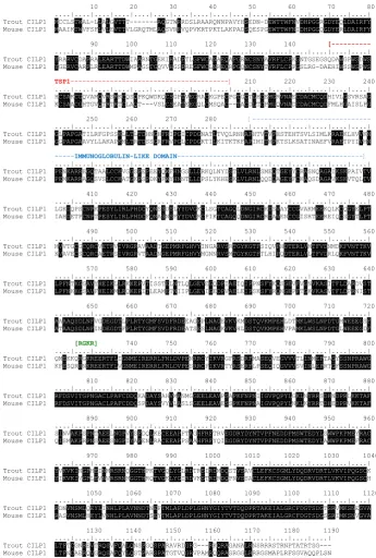 Fig. 1. Comparison of the predicted trout and murine CILP1 protein sequences. Shading indicates identity