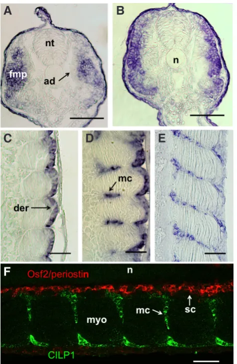 Fig. 2 (above left). Phylogenetic tree showing the relationship of the 